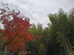 -天龙寺