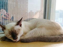 -Heymao猫咖.咖啡厅(东门店)