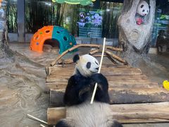 -海南热带野生动植物园