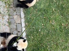 -卧龙中华大熊猫苑神树坪基地