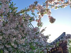 -海棠花溪(元大都城垣遗址公园)