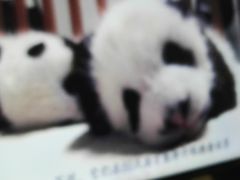 -贵州森林野生动物园