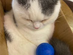 -Heymao猫咖.咖啡厅(东门店)