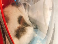 -关爱宠物医院·猫科中心·消化科(滨湖万达分院)