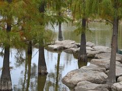 -上海长兴岛郊野公园