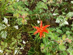 -大觉寺-停车场