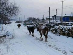 -北极村旅游风景区