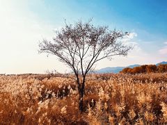 -野鸭湖国家湿地公园