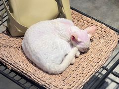 -自由生长植物工作室(深港花卉中心店)