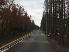 -上海长兴岛郊野公园