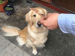 -百好乐宠物友好餐厅(朝外大街店)