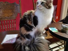 -猫色咖啡·猫咖