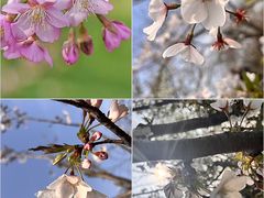 -雨花胜境
