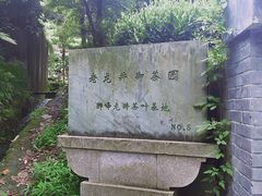 -龙井村