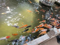 -南宫五洲植物乐园