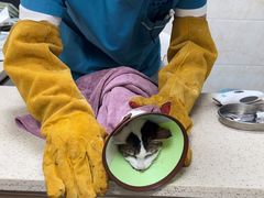 -动物缘宠物医院·骨科·猫科(西二环店)