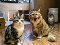 -MOCHA明星猫咖(田子坊店)