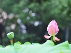 -陈家山荷花公园
