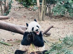 -成都动物园