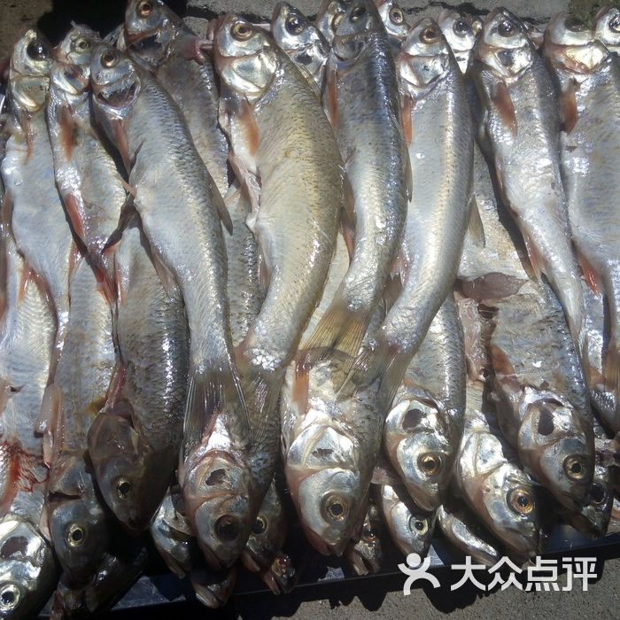 内蒙古克旗华子鱼图片