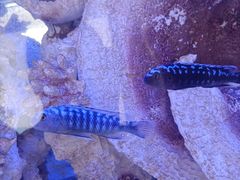 -茂业天地(华强北店)