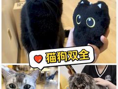 -有喵·猫咖·狗咖·30几只猫10只小狗(岗厦店)