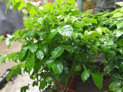 -桂林市花鸟市场