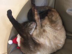 -飞行喵MR PILOT|猫舍·猫咖(静安大融城店)