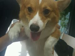 -爱侣宠医·鹦鹉专科·小型哺乳类·异宠专科(灵石路店)