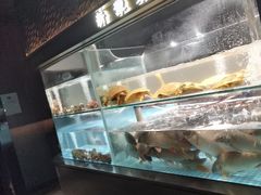 -阿五黄河大鲤鱼(建业路店)