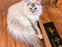 -MOCHA明星猫咖(田子坊店)