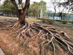 -金花茶公园