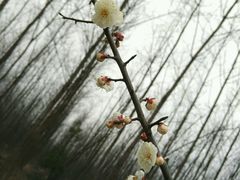 -合肥滨湖国家森林公园