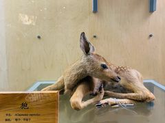 -陕西自然博物馆