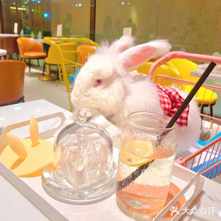 兔兔能有什么坏心思呢