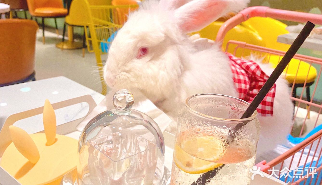 兔兔能有什么坏心思呢