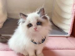 -Bastet sally猫舍购宠(静安店)