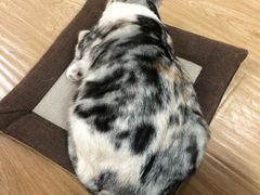 -猫和宫(六道口店)