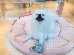 -Pets First伊珊娜洗护·精致美容·家庭式寄养(新会路店)