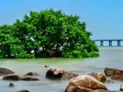 -宝安西湾红树林湿地公园