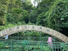 -西双版纳原始森林公园