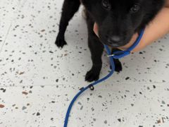 -瑞派康怡24h宠物医院·犬猫医疗中心·微创绝育(瑞景分院)