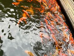-千岛湖东南湖区