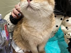 -逗柴咖啡屋·狗咖猫咖宠物桌游