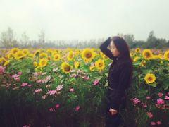 iphone_upload_pic-荷兰花海