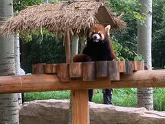 -北京野生动物园