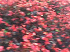-东南花都花博园
