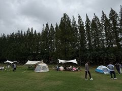 -黄海国家森林公园