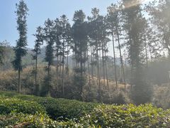 -黄陂区野村谷景区
