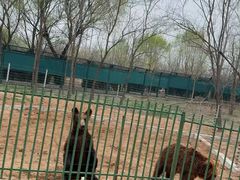 -秦皇岛野生动物园